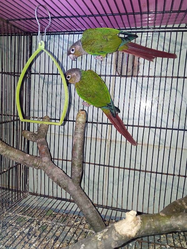 green cheek conure breed pair 3