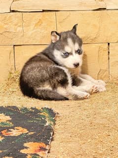 Husky Female ( black + white)