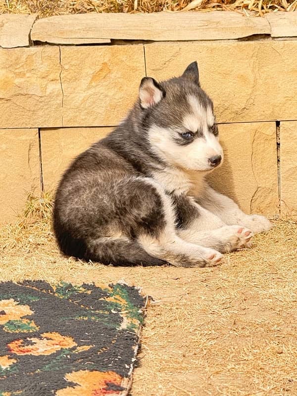 Husky Female ( black + white) 1