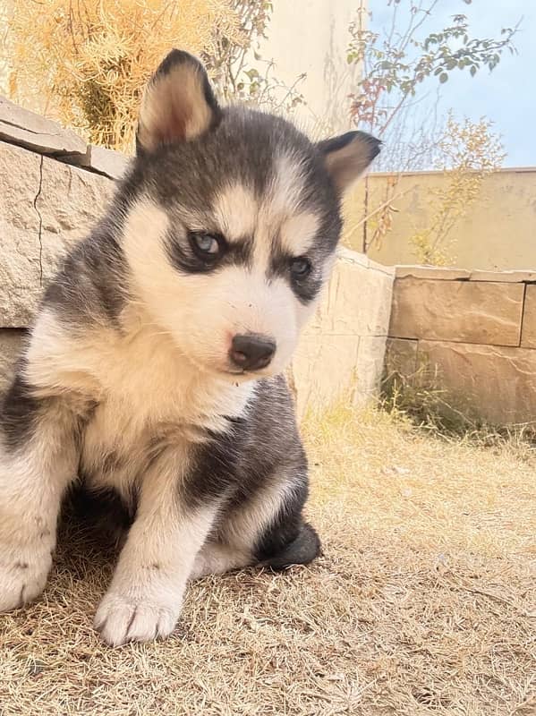 Husky Female ( black + white) 2