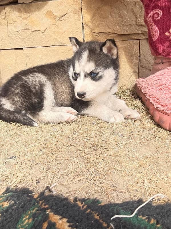 Husky Female ( black + white) 3