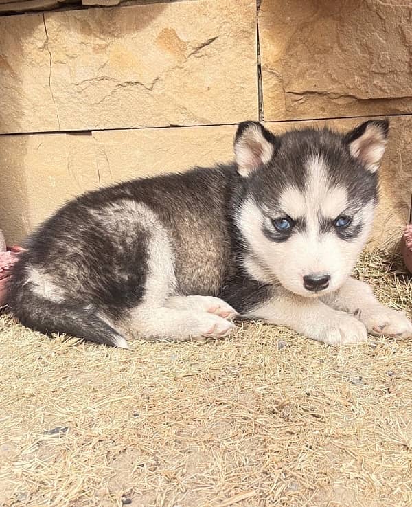 Husky Female ( black + white) 4