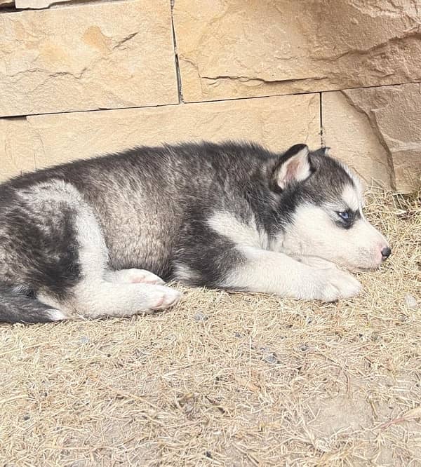 Husky Female ( black + white) 5