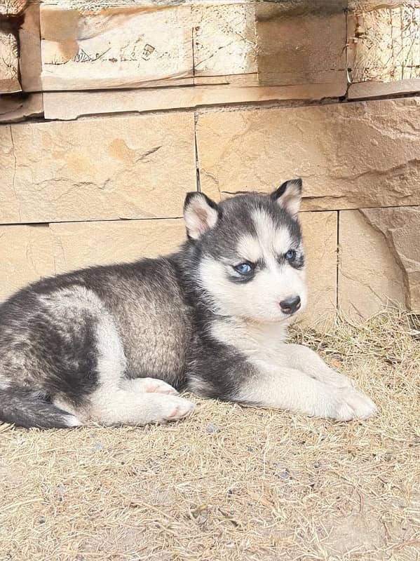 Husky Female ( black + white) 6