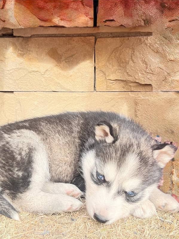 Husky Female ( black + white) 7