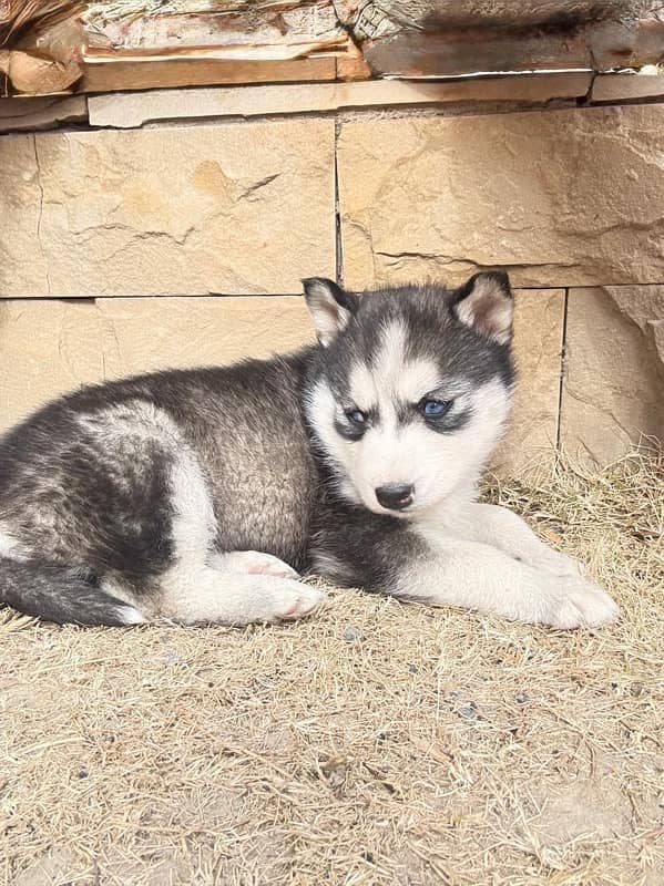 Husky Female ( black + white) 8