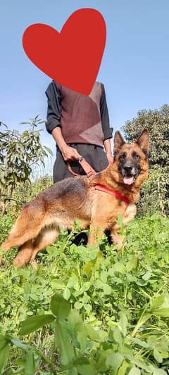 German shepherd Female Dog ,GSD For Sale