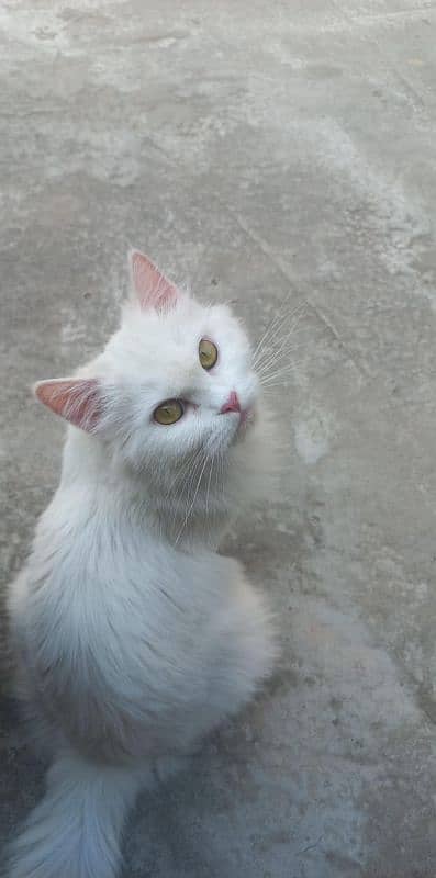 Pure Persian Cats & Kitten Male Female Both Available 0