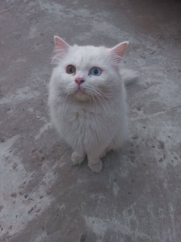 Pure Persian Cats & Kitten Male Female Both Available 1