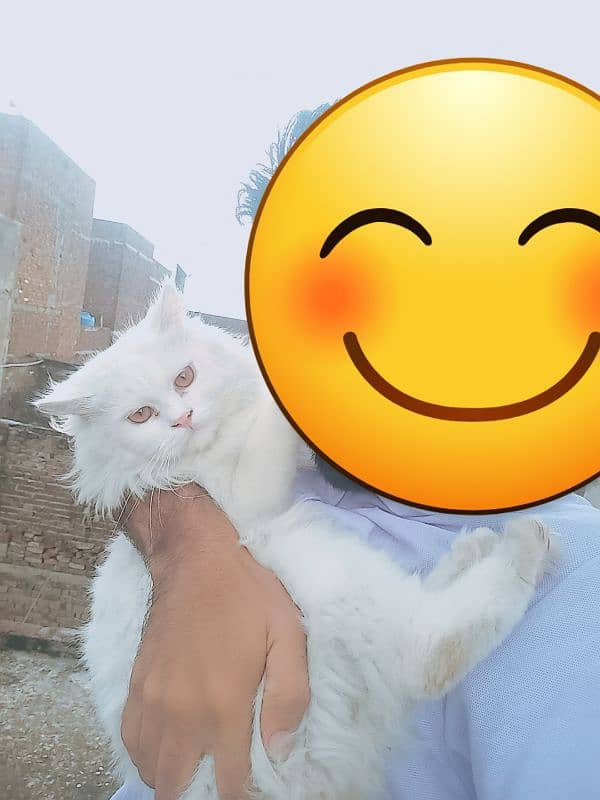 Pure Persian Cats & Kitten Male Female Both Available 2