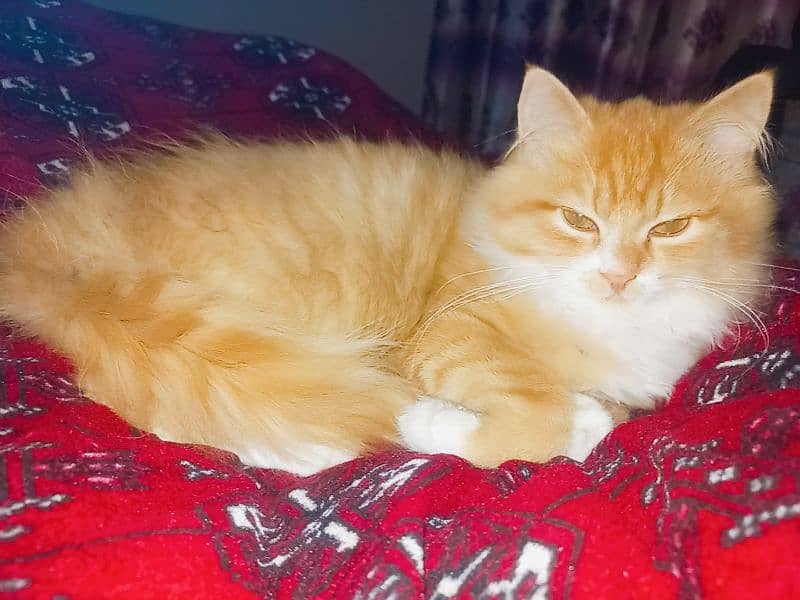 Pure Persian Cats & Kitten Male Female Both Available 3