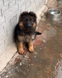 German shepherd puppy dog