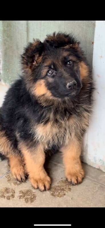 German shepherd puppy dog 4