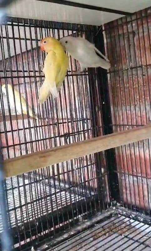 lovebirds for sale 2