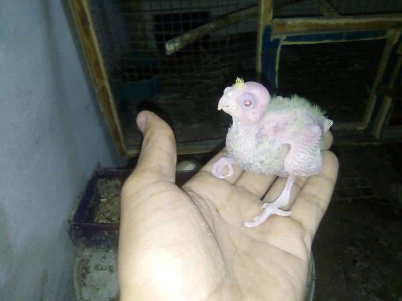 cocktail baby for sale 1 common while ka ha 1 gray ka ha 3 ostalian 1