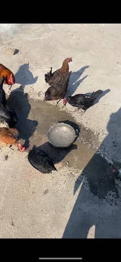 golden misri astrolop hens for sale fresh