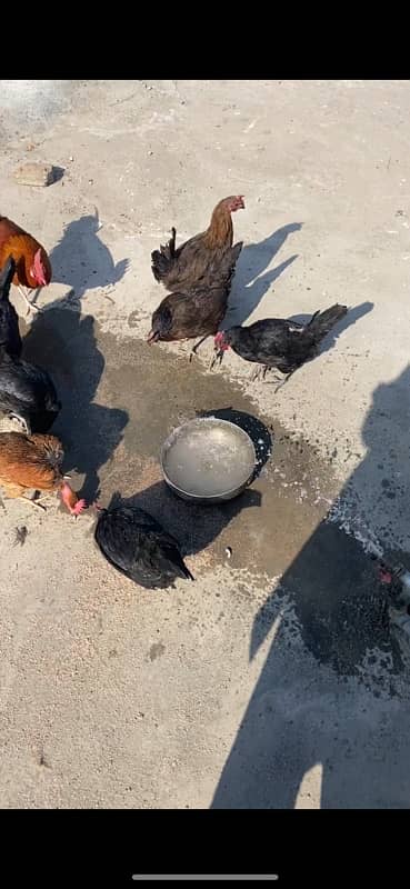 golden misri astrolop hens for sale fresh 0