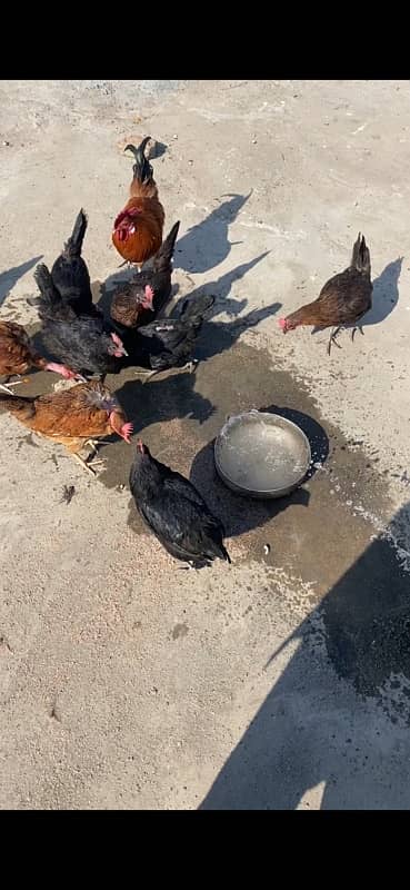 golden misri astrolop hens for sale fresh 1