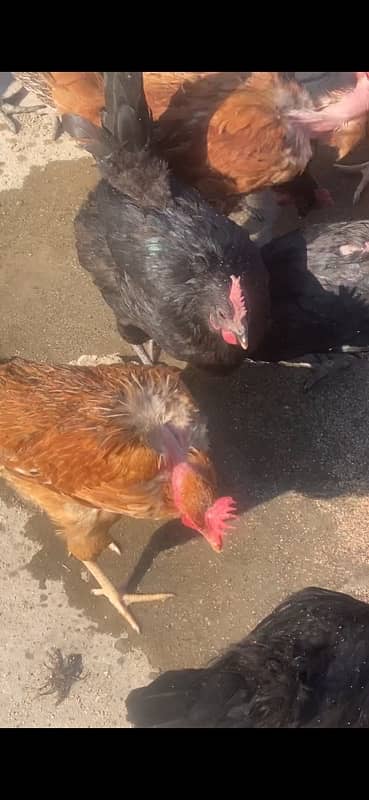 golden misri astrolop hens for sale fresh 2