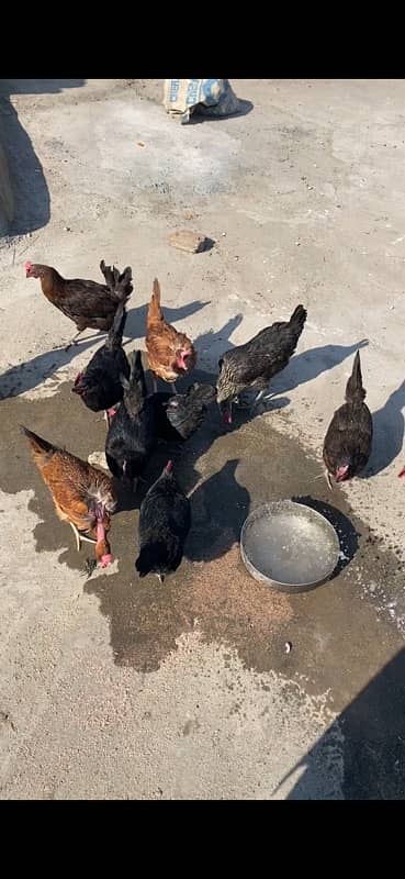 golden misri astrolop hens for sale fresh 5