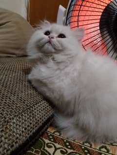 Persian punch face female kitten for urgent sale