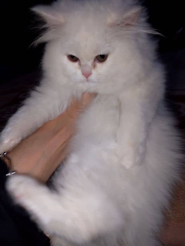 Persian punch face female kitten for urgent sale 1