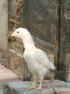 Shamoo | White shamoo | O shamoo chicks For Sale