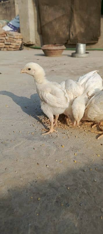 Shamoo | White shamoo | O shamoo chicks For Sale 3