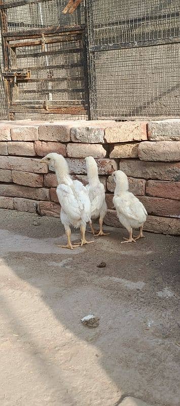 Shamoo | White shamoo | O shamoo chicks For Sale 5