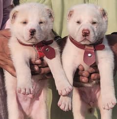 Afghan Kuchi Pair | Afghan Kuchi Puppies | security Dog For Sale