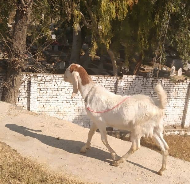 Goat male Bakra (2 dant) donda white mona 0