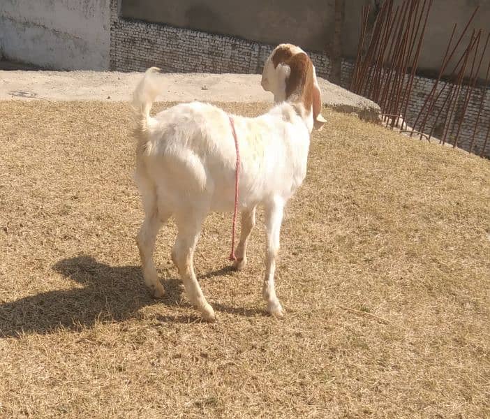 Goat male Bakra (2 dant) donda white mona 1