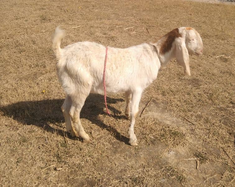 Goat male Bakra (2 dant) donda white mona 4