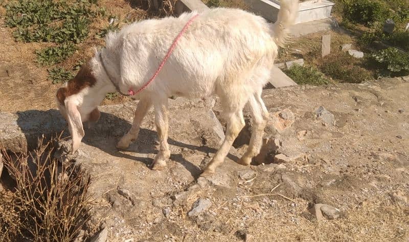 Goat male Bakra (2 dant) donda white mona 6