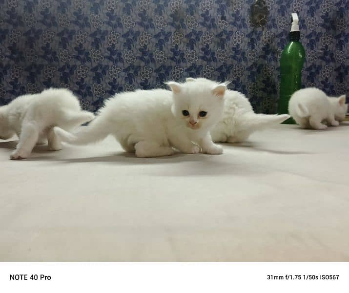 long coated healthy and active kittens 6