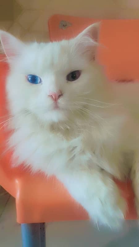 Persian Kitten Odd eyes Triple Coat for sale 0