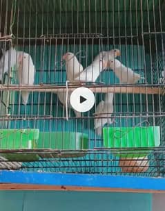 albino