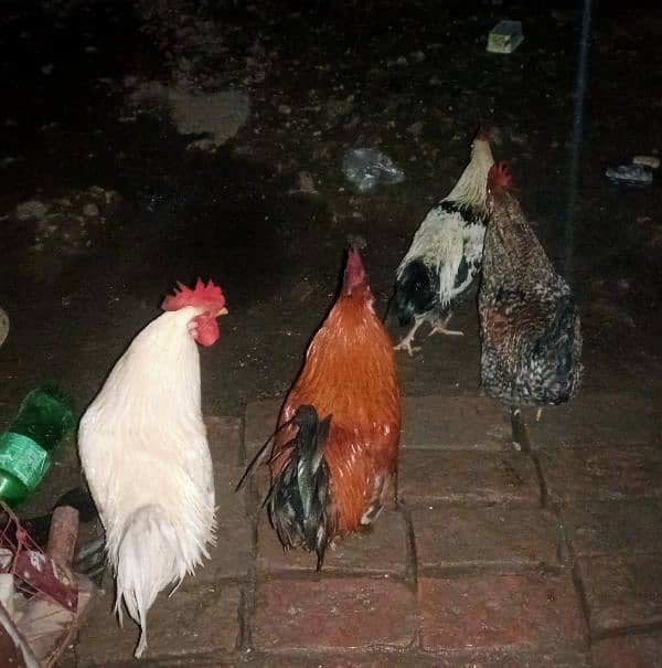 Desi male hen for sale 0