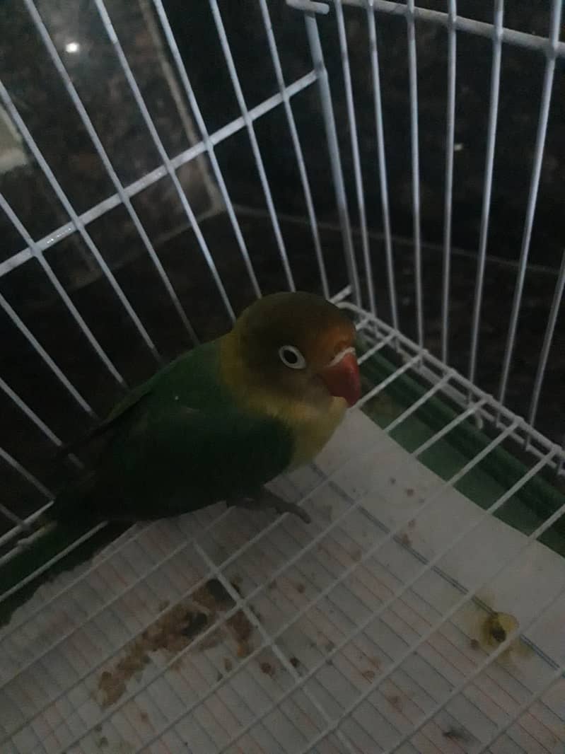 Female Parblue- ino breed lovebird to breed 2