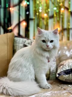 pure white cat /doll face Kittens | persian cat | cute / double coat