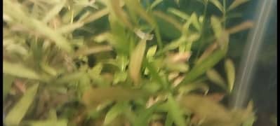 Aquarium Plants for sale