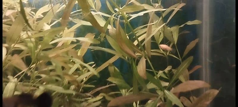 Aquarium Plants for sale 1