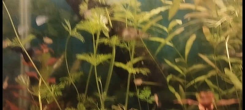 Aquarium Plants for sale 2