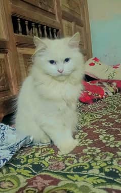 Persian cat female