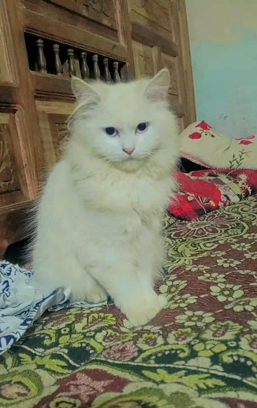 Persian cat female 0