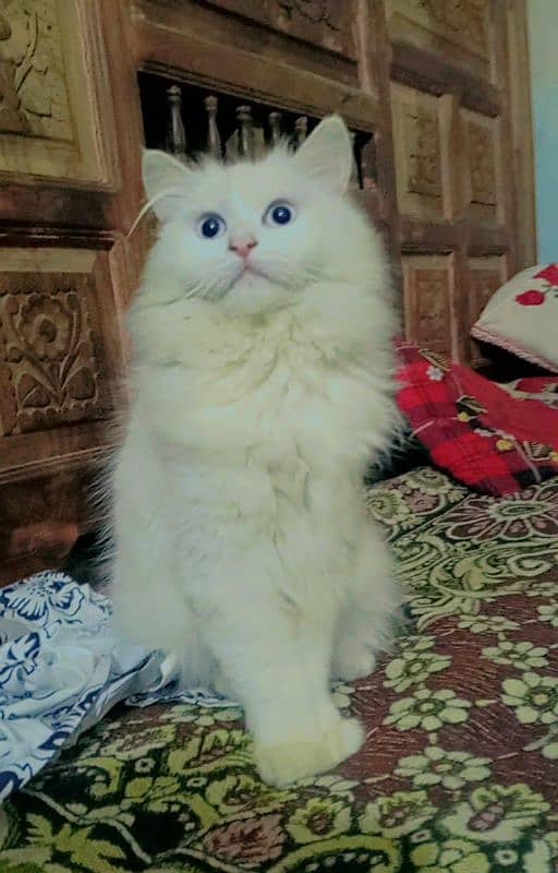 Persian cat female 1