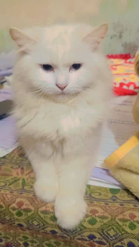 Persian cat female 2