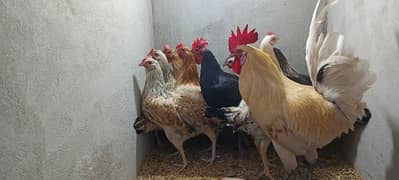 desi hens