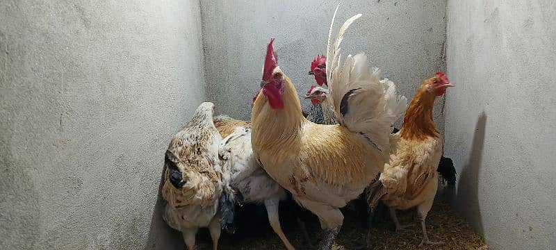 desi hens 2