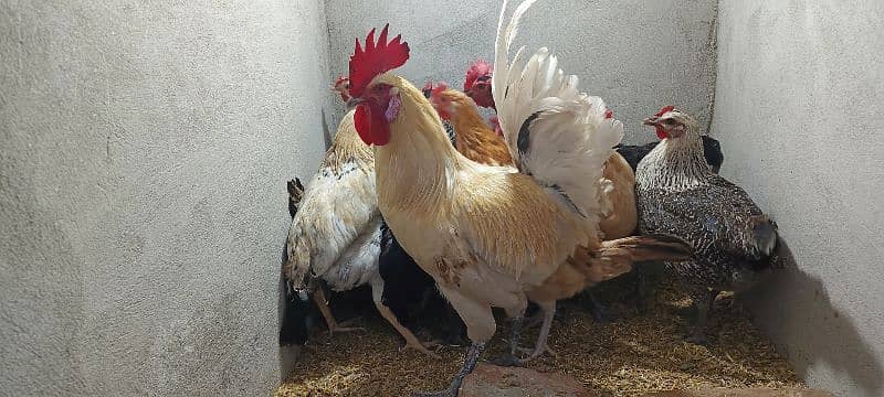 desi hens 4